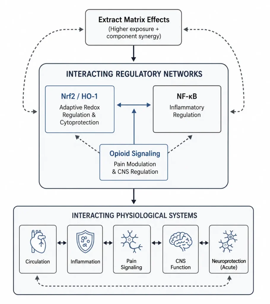 Diagram illustrating a working model of hawthorn extract as a system modulator. Extract matrix effects influence interacting regulatory networks consisting of Nrf2/HO-1 adaptive redox regulation, NF-κB inflammatory regulation, and opioid signaling involved in pain modulation and central nervous system regulation. These interconnected pathways influence interacting physiological systems including circulation, inflammation, pain signaling, CNS function, and acute neuroprotection. Arrows indicate crosstalk, feedback, and coordinated effects across multiple biological systems.